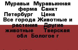 Муравьи, Муравьинная ферма. Санкт-Петербург. › Цена ­ 550 - Все города Животные и растения » Другие животные   . Тверская обл.,Бологое г.